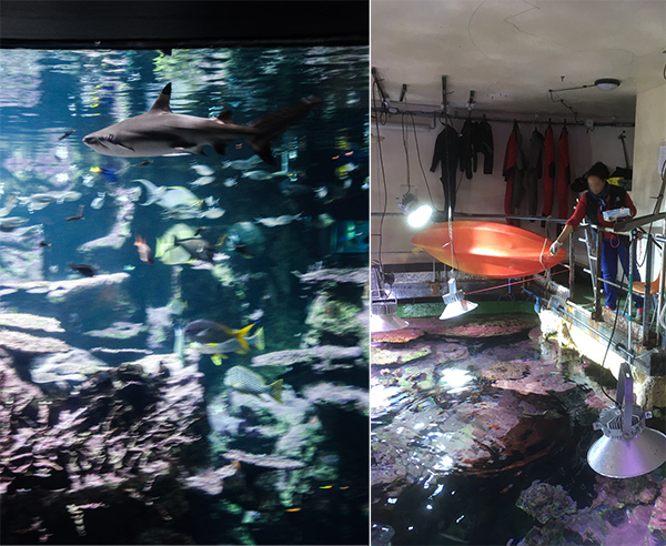 L'aquarium abyssal et son requin. La salle de nourrissage des poissons
